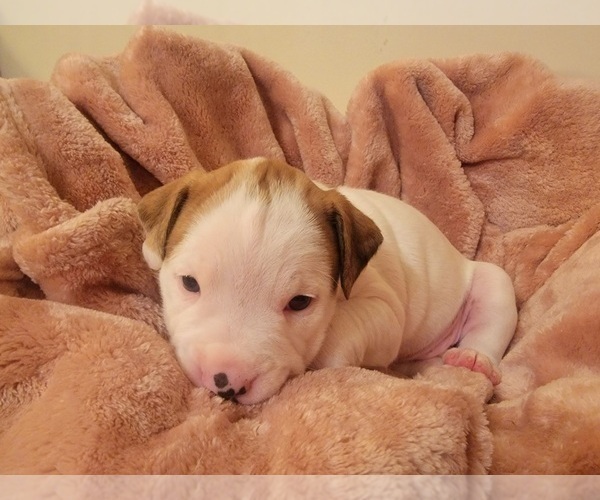 Medium Photo #35 American Bulldog Puppy For Sale in MARYVILLE, MO, USA