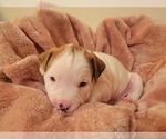 Small Photo #35 American Bulldog Puppy For Sale in MARYVILLE, MO, USA