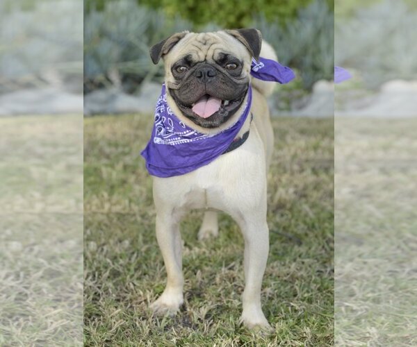 Medium Photo #2 Pug Puppy For Sale in Dana Point, CA, USA