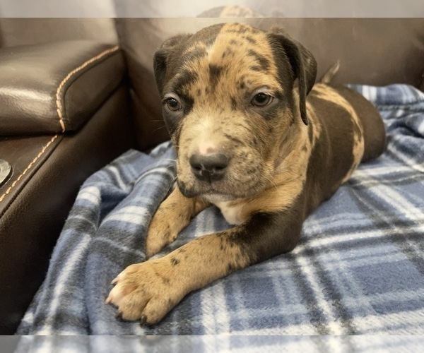 Medium Photo #87 American Bully Puppy For Sale in REESEVILLE, WI, USA