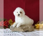 Small #3 Goldendoodle (Miniature)