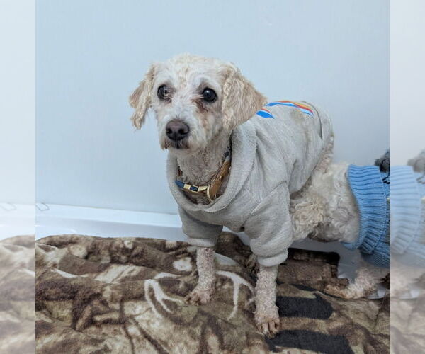 Medium Photo #1 Poodle (Miniature)-Unknown Mix Puppy For Sale in Chico, CA, USA