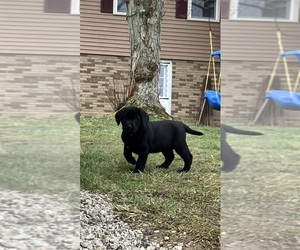 Labsky Puppy for sale in CANFIELD, OH, USA