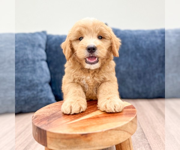 Medium Photo #5 Goldendoodle (Miniature) Puppy For Sale in MILLERSBURG, OH, USA