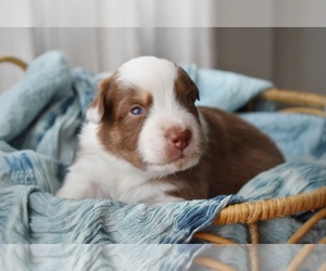 Australian Shepherd Puppy for sale in GROVETOWN, GA, USA