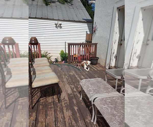 Medium Photo #1 American Pit Bull Terrier Puppy For Sale in DAYTON, OH, USA