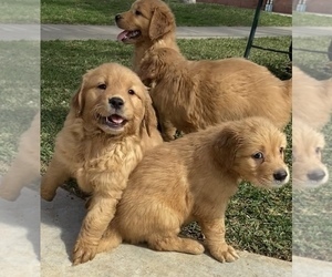 Medium Golden Retriever