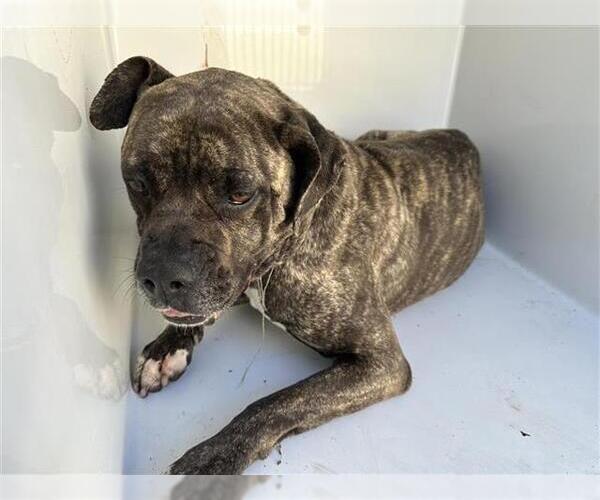 Medium Photo #1 Boxer-Unknown Mix Puppy For Sale in Houston, TX, USA