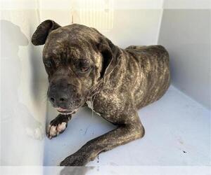 Boxer-Unknown Mix Dogs for adoption in Houston, TX, USA