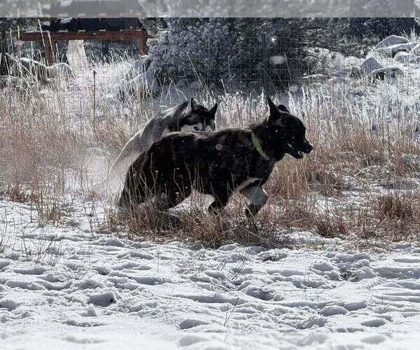Medium Photo #3 Holland Shepherd-Unknown Mix Puppy For Sale in Imlay City, MI, USA