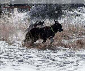 Shaka FKA Oakley in CO - Female Holland Shepherd-Unknown Mix Dog for Adoption - Photo #3