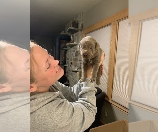 Medium Photo #7 Labrador Retriever Puppy For Sale in OUTLOOK, WA, USA