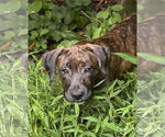 Small #2 American Pit Bull Terrier-Weimaraner Mix