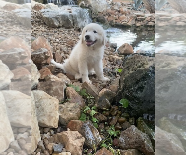 Medium Photo #17 Great Pyrenees Puppy For Sale in SAN MARCOS, TX, USA