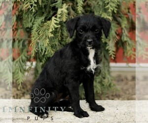 Bossi-Poo Puppy for sale in RONKS, PA, USA