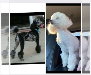 Poodle (Toy) Litter for sale in DYERSVILLE, IA, USA