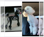 Small Poodle (Toy)