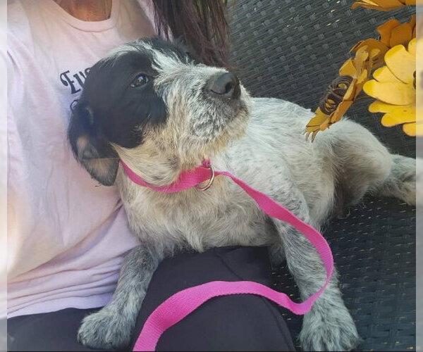 Medium Photo #2 Mutt Puppy For Sale in Grafton, WI, USA
