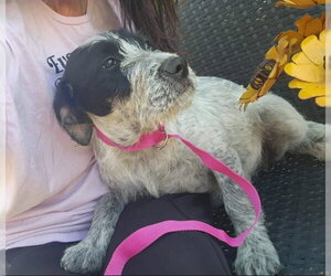 Mutt Dogs for adoption in Grafton, WI, USA