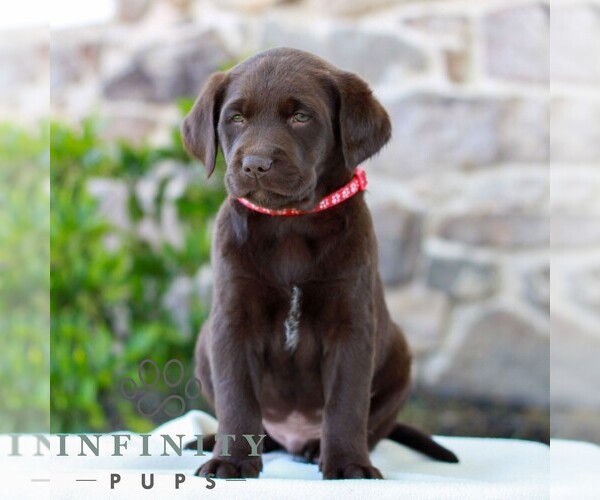 Medium Photo #1 Labrador Retriever Puppy For Sale in MORGANTOWN, PA, USA