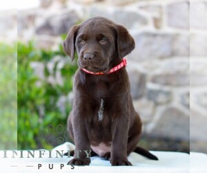 Labrador Retriever Puppy for sale in MORGANTOWN, PA, USA