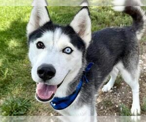 Siberian Husky Dogs for adoption in Pueblo, CO, USA