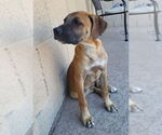 Small #2 Black Mouth Cur Mix