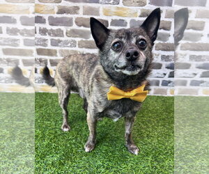 Chihuahua-Unknown Mix Dogs for adoption in Corona, CA, USA