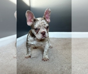French Bulldog Puppy for sale in FAIRBURN, GA, USA