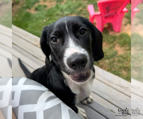 Medium Photo #7 Border Collie-Unknown Mix Puppy For Sale in Washington, DC, USA