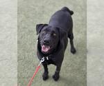 Small Labrador Retriever Mix