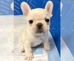 Small Photo #9 French Bulldog Puppy For Sale in BERGENFIELD, NJ, USA