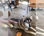 Small #2 Siberian Husky Mix