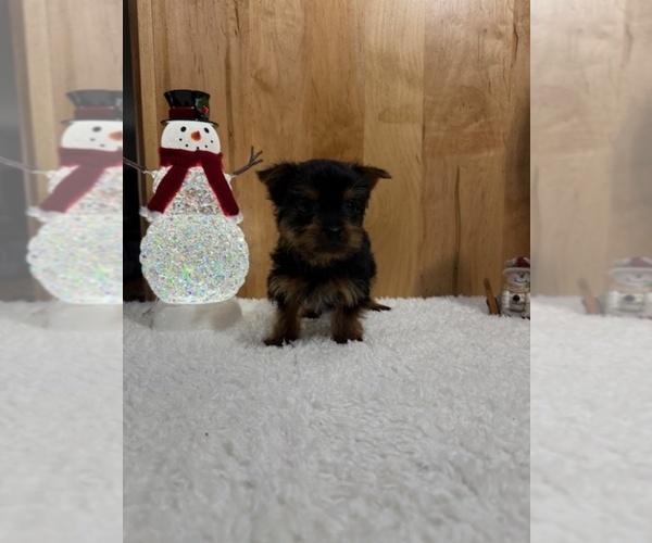 Medium Photo #1 Yorkshire Terrier Puppy For Sale in MUNFORDVILLE, KY, USA