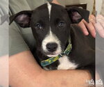 Small Labrador Retriever Mix