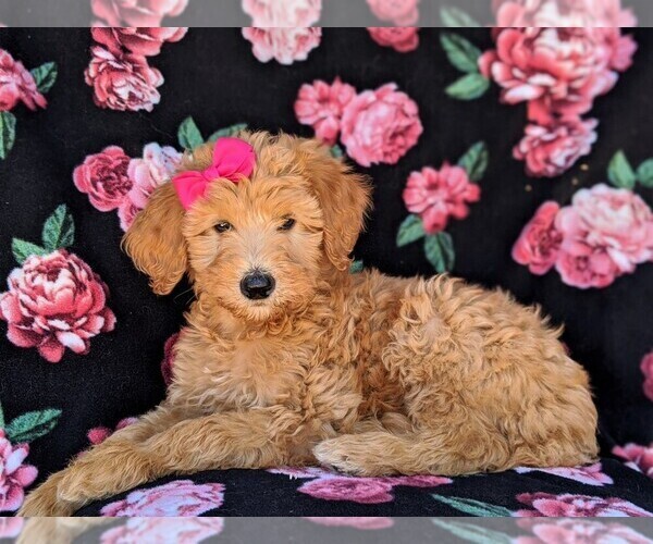 Medium Photo #4 Goldendoodle Puppy For Sale in NEW PROVIDENCE, PA, USA