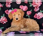 Small Photo #4 Goldendoodle Puppy For Sale in NEW PROVIDENCE, PA, USA