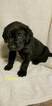 Small Photo #15 German Shorthaired Lab Puppy For Sale in RAPID CITY, SD, USA
