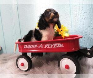 Dachshund Puppy for sale in HAWESVILLE, KY, USA