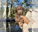 Small Photo #3 Labradoodle Puppy For Sale in OCALA, FL, USA