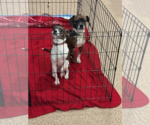 Medium Photo #2 Beagle-Unknown Mix Puppy For Sale in Rootstown, OH, USA