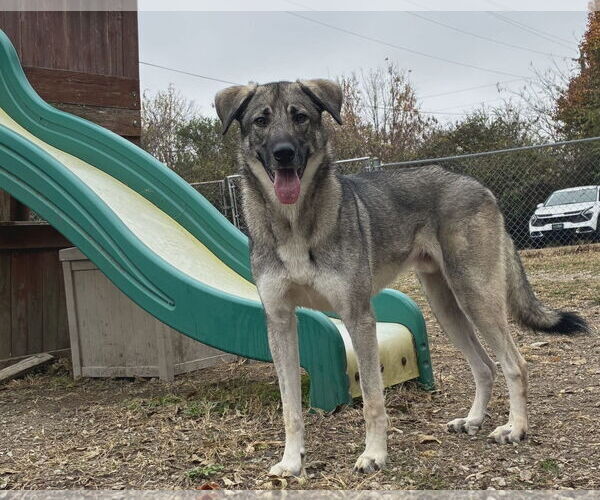 Medium Photo #3 German Shepherd Dog-Unknown Mix Puppy For Sale in Anniston, AL, USA