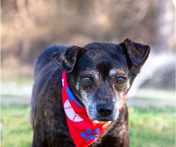 Medium Photo #6 Dachshund-Unknown Mix Puppy For Sale in Unionville, PA, USA