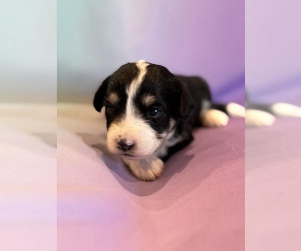 Medium Photo #10 Corgipoo Puppy For Sale in LONGMONT, CO, USA