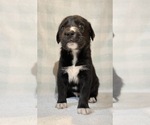 Small #12 German Shorthaired Pointer-Siberian Husky Mix