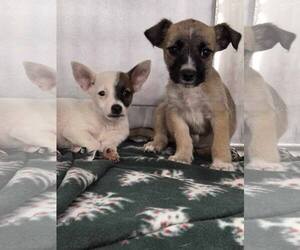 Chihuahua Dogs for adoption in Arlington, WA, USA