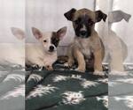 Small Chihuahua
