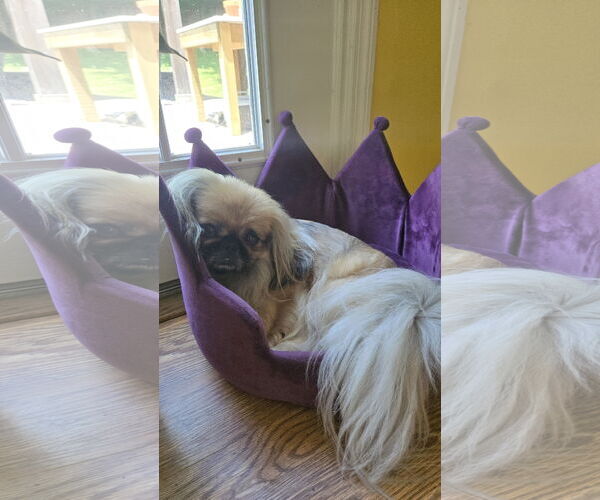 Medium Photo #1 Pekingese Puppy For Sale in Oakdale, TN, USA
