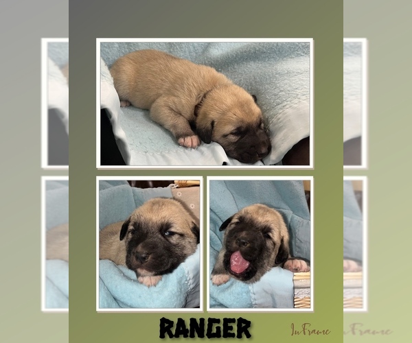 Medium Photo #11 Anatolian Shepherd Puppy For Sale in BROOKFIELD, MO, USA
