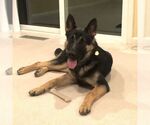 Small #4 German Shepherd Dog